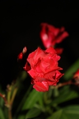 General Pershing's Double Red Oleander, Nerium oleander 'General Pershing'